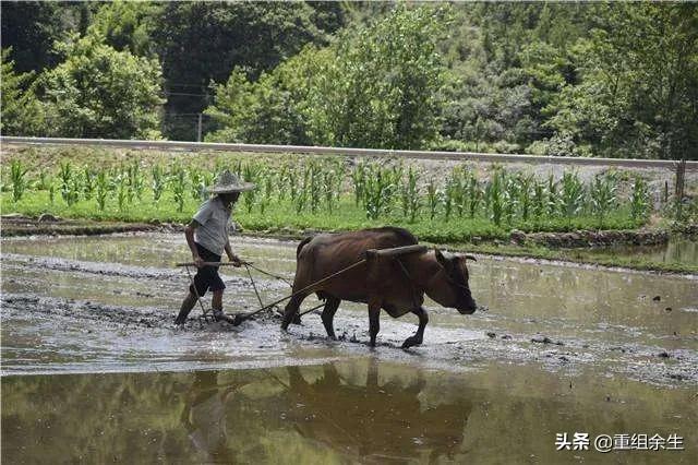 您花白了头，佝偻了背，我却没有长大——致我最敬爱的父亲