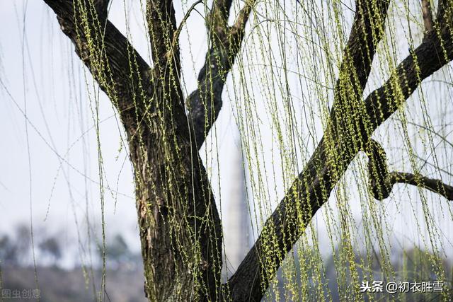 赏读王国维诗词中的冬去春来：急景流年真一箭，风里垂杨千万线