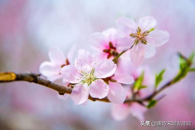 桃花映水，春意分外浓