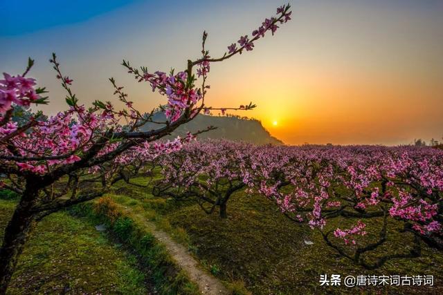 桃花映水，春意分外浓