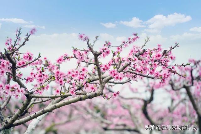 桃花映水，春意分外浓