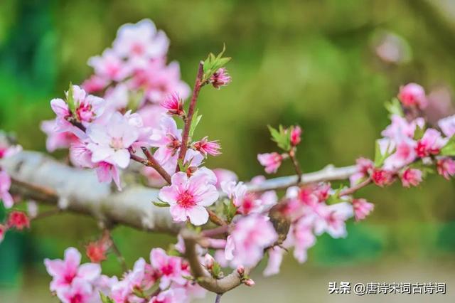 桃花映水，春意分外浓