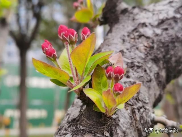 林徽因：一首桃花