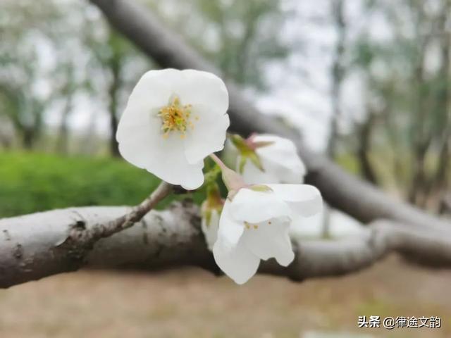 林徽因：一首桃花