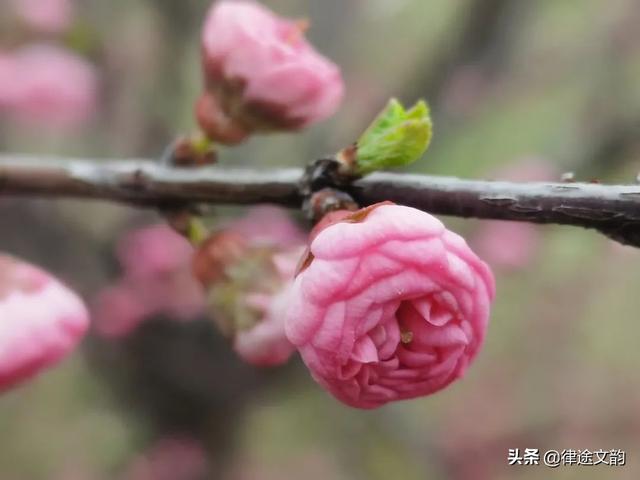 林徽因：一首桃花