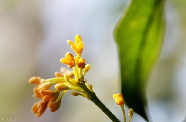 12首桂花诗词与大家感受：叶密千层绿，花开万点黄