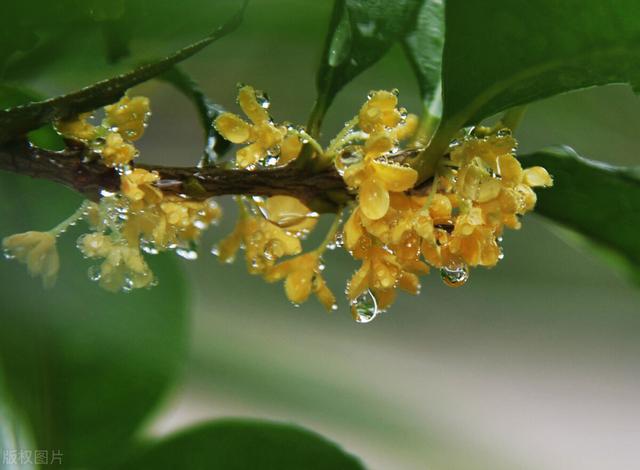 12首桂花诗词与大家感受：叶密千层绿，花开万点黄