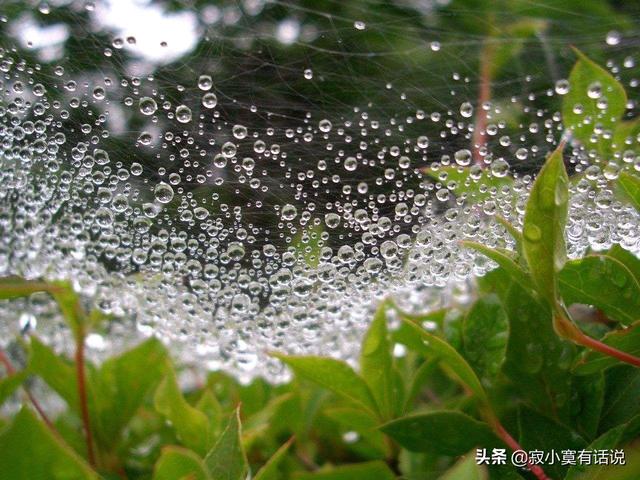 三月里的小雨，淅淅沥沥，下个不停