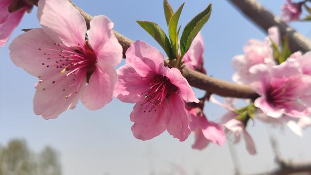 想交桃花运吗？就让米9手机带您去赏桃花交桃花运吧