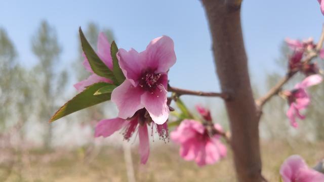 想交桃花运吗？就让米9手机带您去赏桃花交桃花运吧