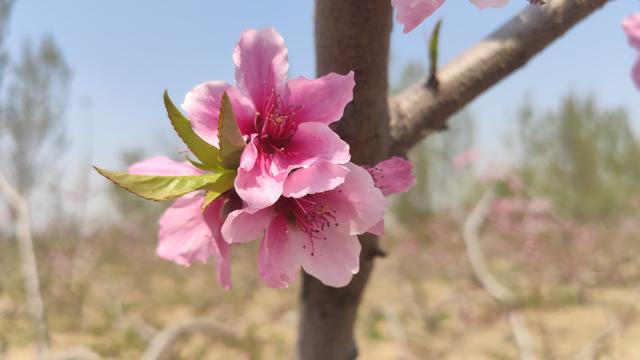 想交桃花运吗？就让米9手机带您去赏桃花交桃花运吧