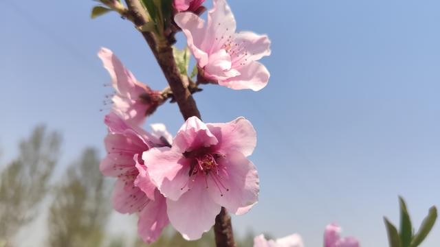 想交桃花运吗？就让米9手机带您去赏桃花交桃花运吧