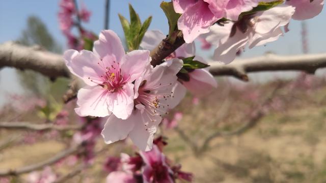 想交桃花运吗？就让米9手机带您去赏桃花交桃花运吧