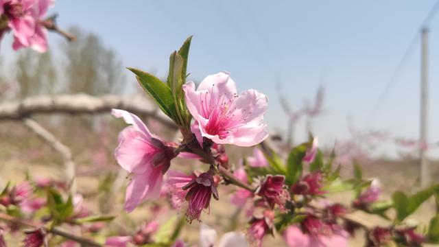 想交桃花运吗？就让米9手机带您去赏桃花交桃花运吧