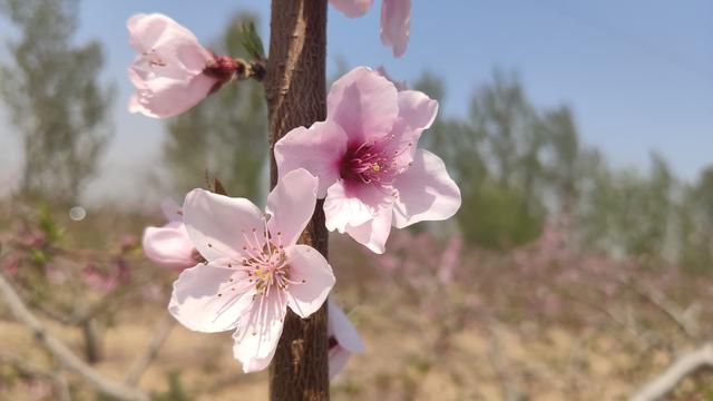 想交桃花运吗？就让米9手机带您去赏桃花交桃花运吧