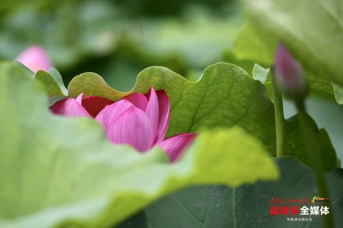 夏日荷开正娇艳