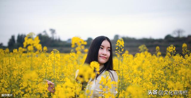 17首油菜花诗词：清明过了桃花尽，颇觉春容属菜花。诗美景美人美