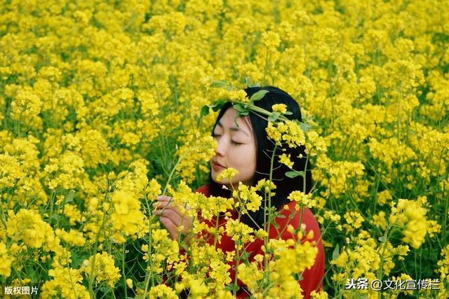 17首油菜花诗词：清明过了桃花尽，颇觉春容属菜花。诗美景美人美