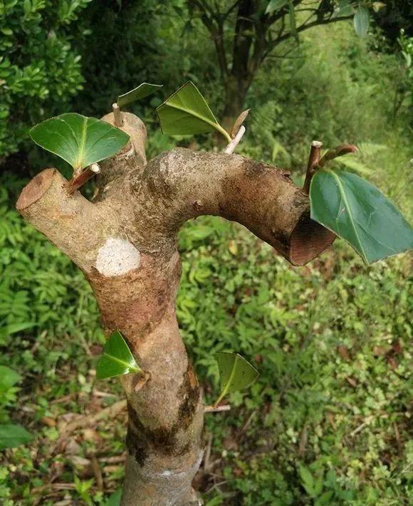 给“长寿花”“茶花”钻个孔，插上枝，满树开出7色花，太漂亮了