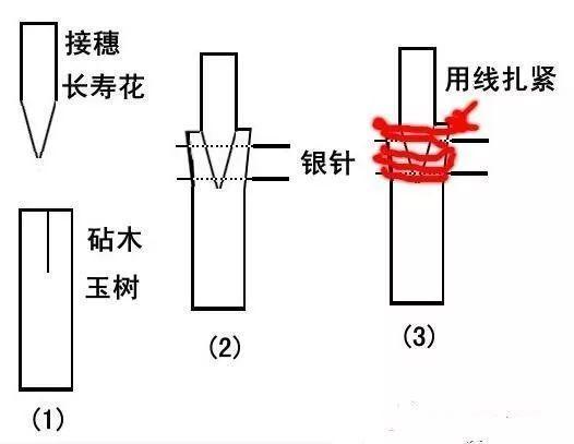 给“长寿花”“茶花”钻个孔，插上枝，满树开出7色花，太漂亮了