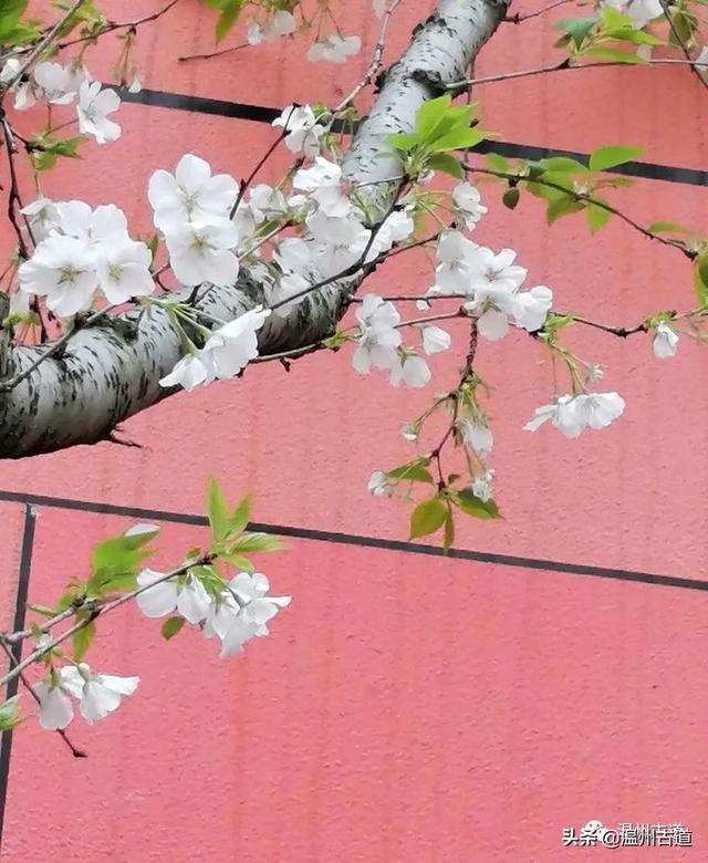 樱花如雪，落英缤纷，三千繁华只为你