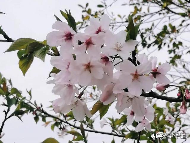 樱花如雪，落英缤纷，三千繁华只为你