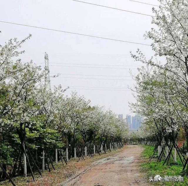 樱花如雪，落英缤纷，三千繁华只为你