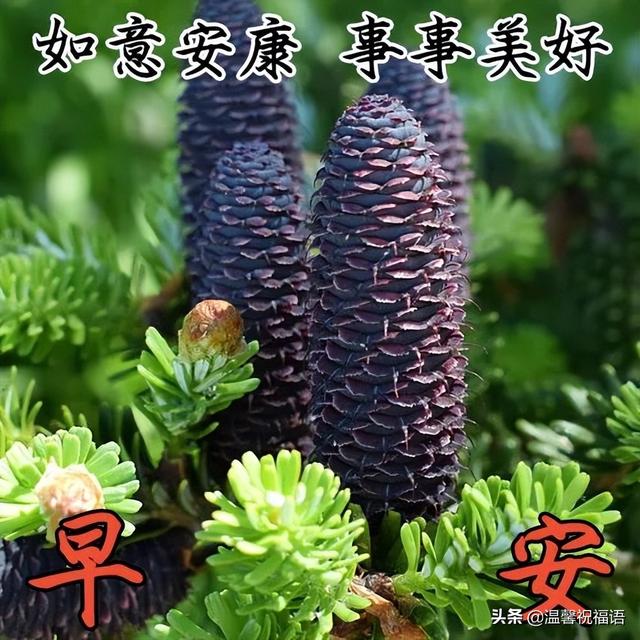 5月11日清晨最新早上祝福语大全，远方的好友您天天有份好心情