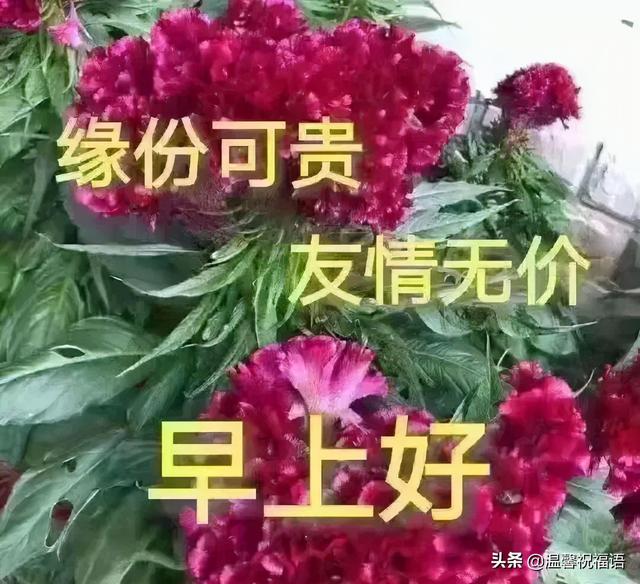 早上好，11月18日，珍惜眼前的幸福，愿你事事顺利幸福绕