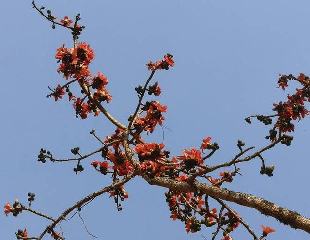 春色景谷 木棉花开别样红