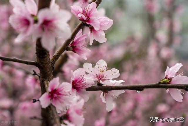 仲春春雨桃花美诗五首：二月桃花春雨里，夹岸桃花蘸水开