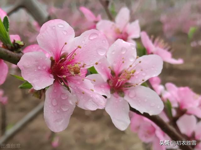 仲春春雨桃花美诗五首：二月桃花春雨里，夹岸桃花蘸水开