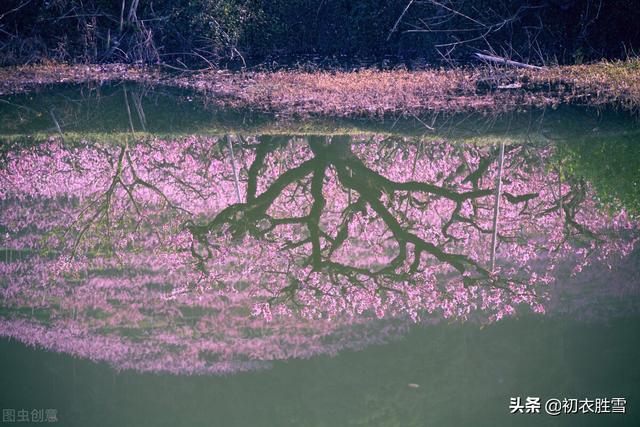 仲春春雨桃花美诗五首：二月桃花春雨里，夹岸桃花蘸水开