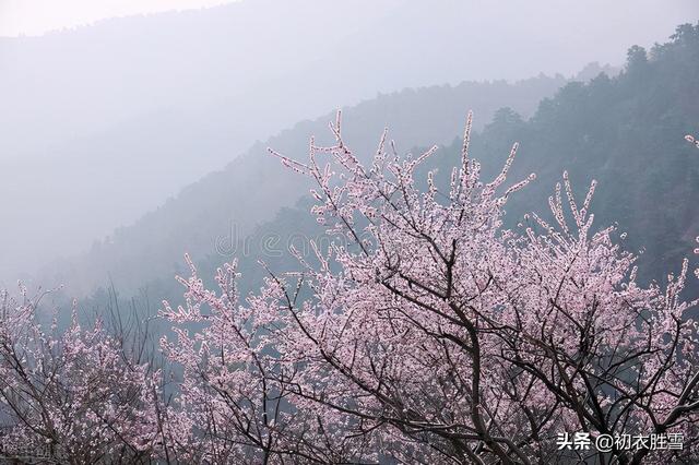 仲春春雨桃花美诗五首：二月桃花春雨里，夹岸桃花蘸水开