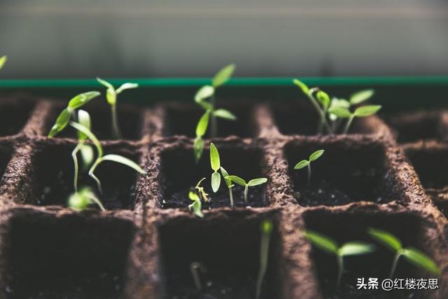 感悟：努力成长并珍惜时间，这才是人生里最重要的事