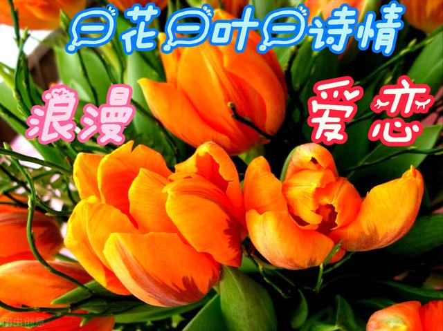 一花一深情，百花争艳时光美，万紫千红岁月好，有情有爱心欢喜