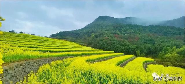 七律•油菜花开