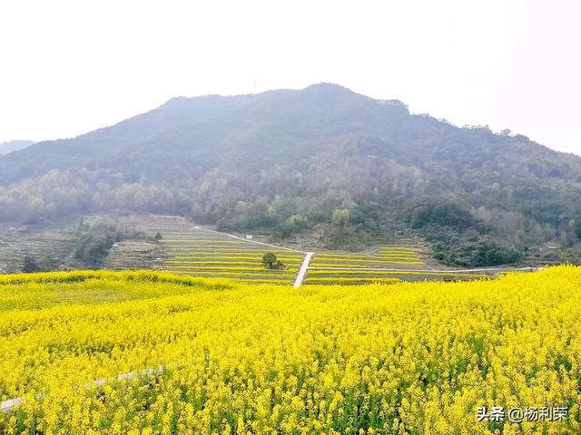 七律•油菜花开