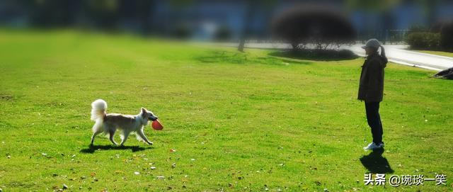 冬日里不期而遇的温暖，是这只边牧犬给的