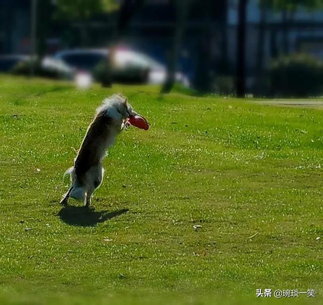 冬日里不期而遇的温暖，是这只边牧犬给的