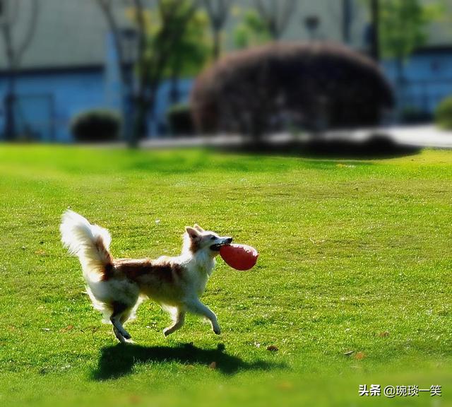 冬日里不期而遇的温暖，是这只边牧犬给的