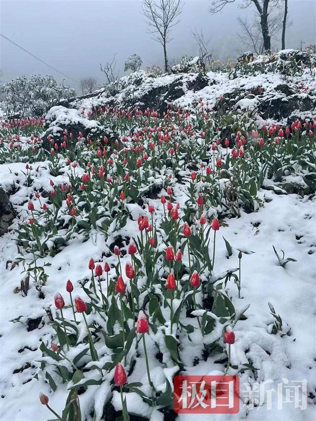 湖北保康：四月飞雪