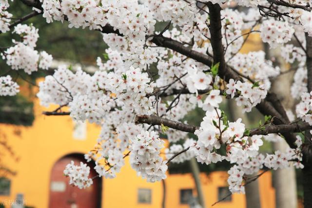 花开一季，最是人间好光景，入眸皆美，入心皆醉