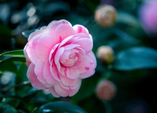 “茶花一树早桃红，百朵彤云啸傲中”茶花