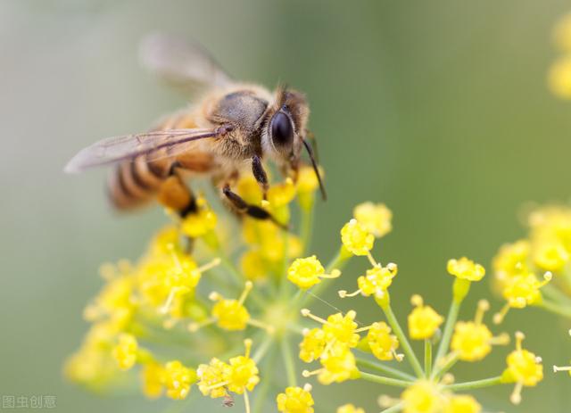 罗隐著名的一首咏蜂诗，说着蜜蜂，却别有隐喻