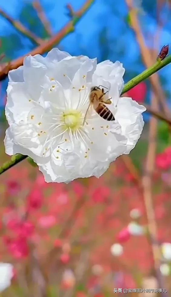 满园春色关不住，姹紫嫣红正芳菲