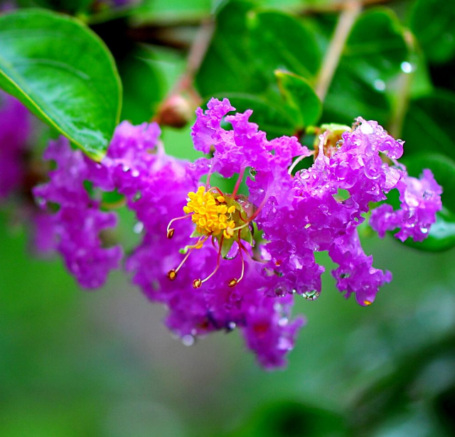 「诗词鉴赏」紫薇花开得美，但紫薇花的诗，你知道吗？