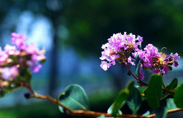 「诗词鉴赏」紫薇花开得美，但紫薇花的诗，你知道吗？