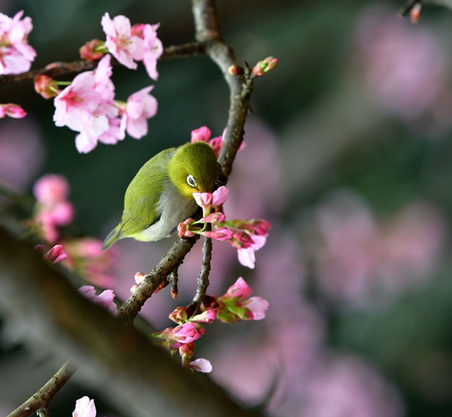 【诗词鉴赏】 十首绝美的春归古诗词，送别春天，准备迎接初夏吧!