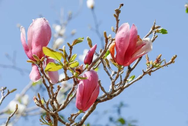阳春三月，花海来袭！紫罗兰、波斯菊、樱花…去这些地方看准没错